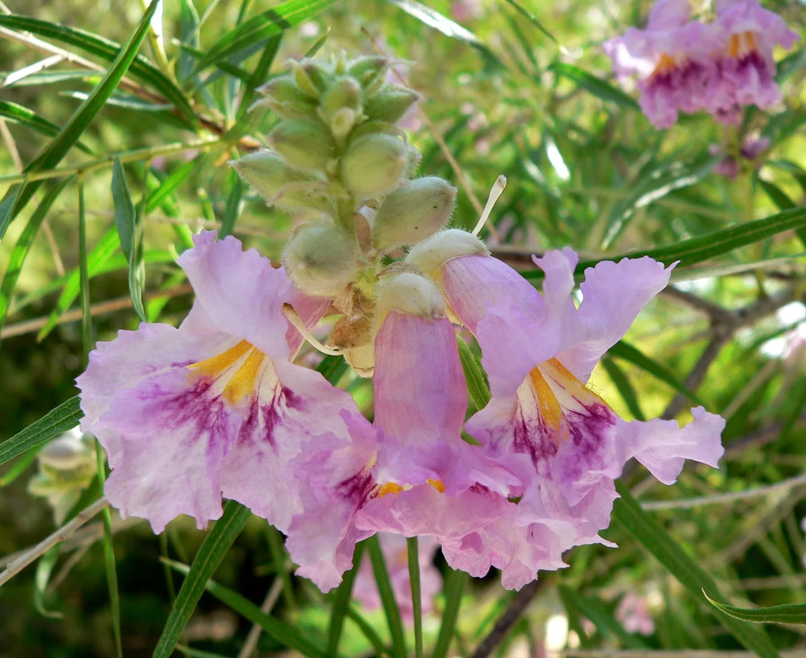 Desert Willow showing long willow-like leaves.