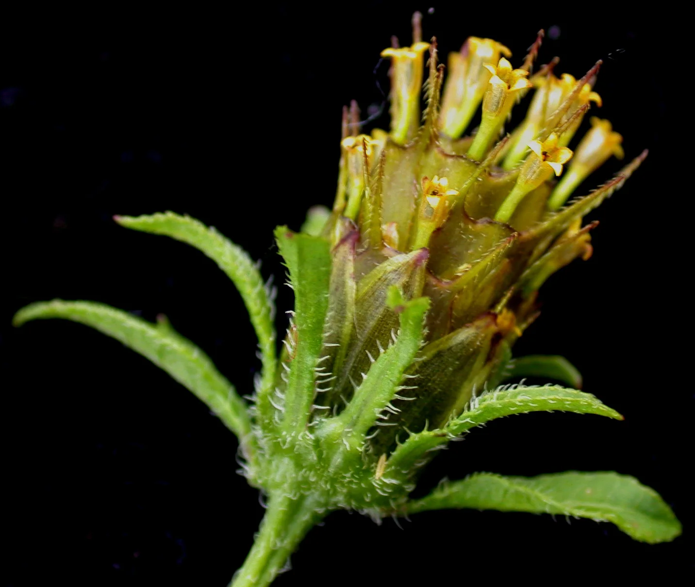 Devil's Beggartick showing opposite divided leaves.
