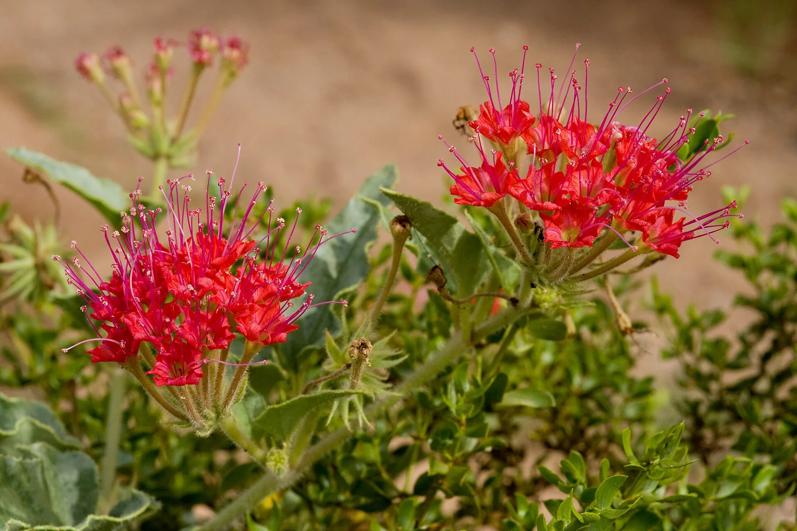 Devil's Bouquet showing low spreading habit.