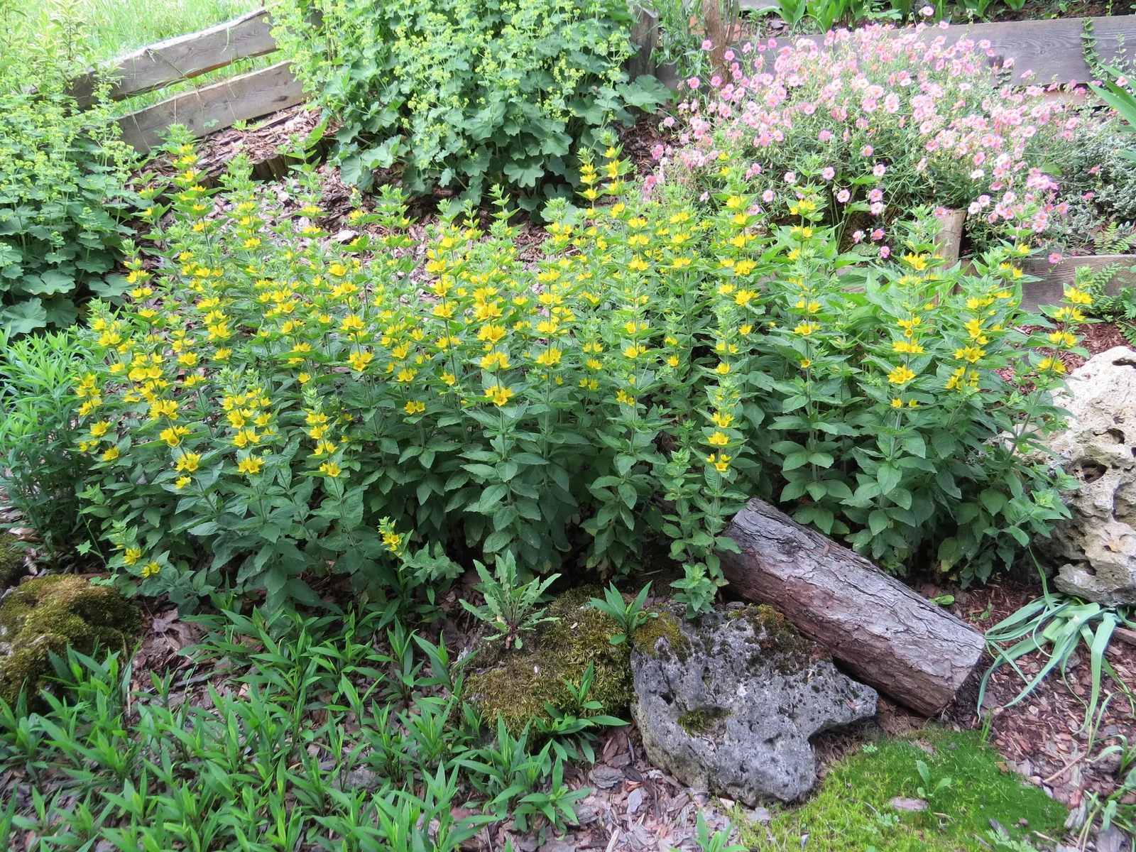 Dotted Loosestrife showing field marks for Lysimachia punctata.