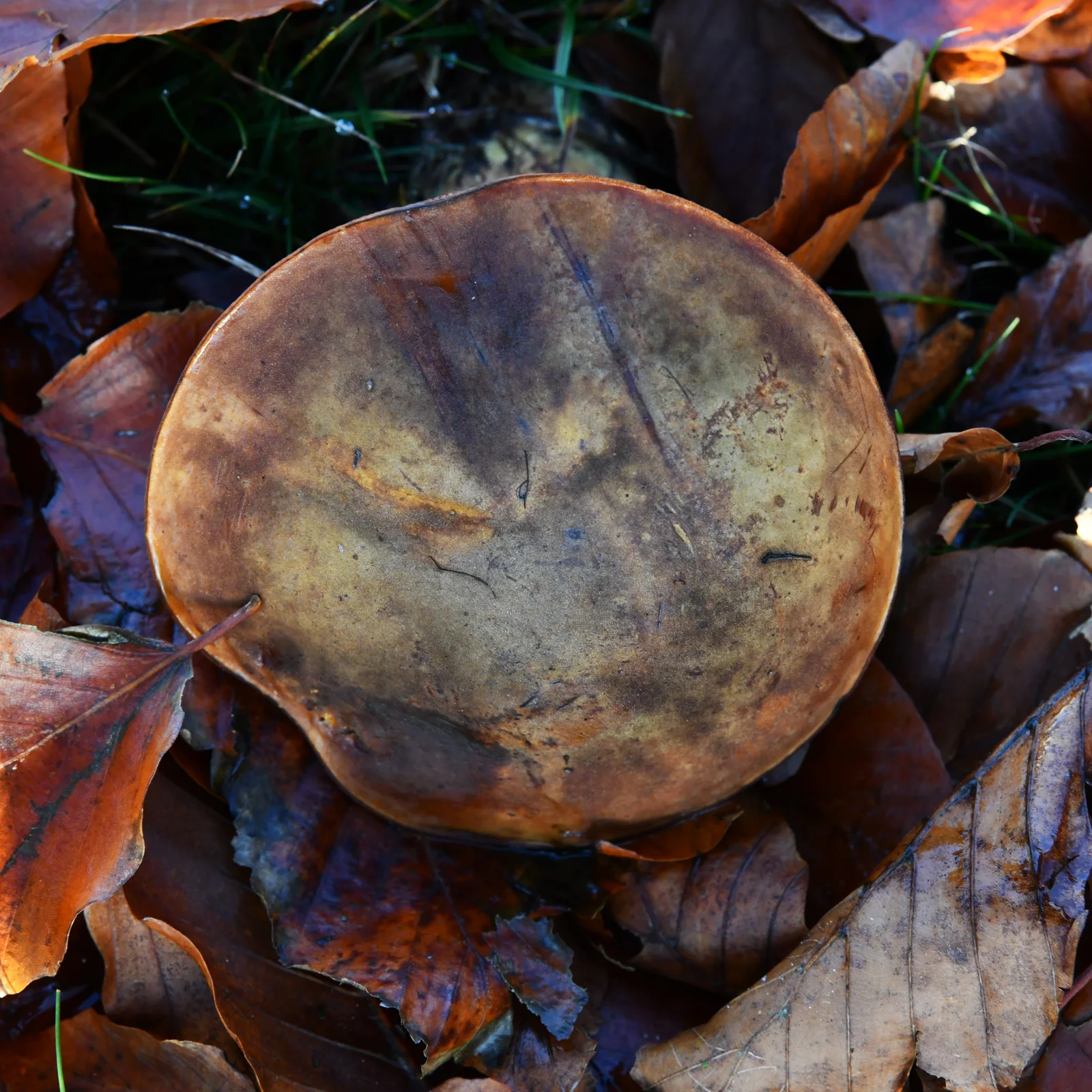 Dotted Stem Bolete showing red-dotted stem for field identification.