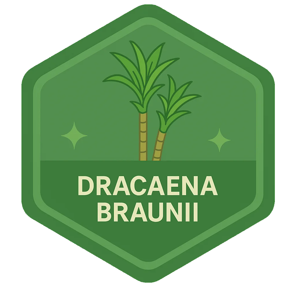 Dracaena Braunii community badge artwork.