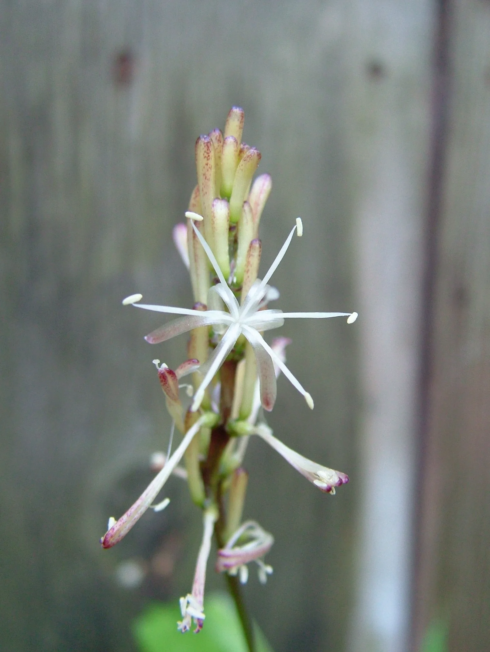 Dracaena Braunii showing segmented green cane.
