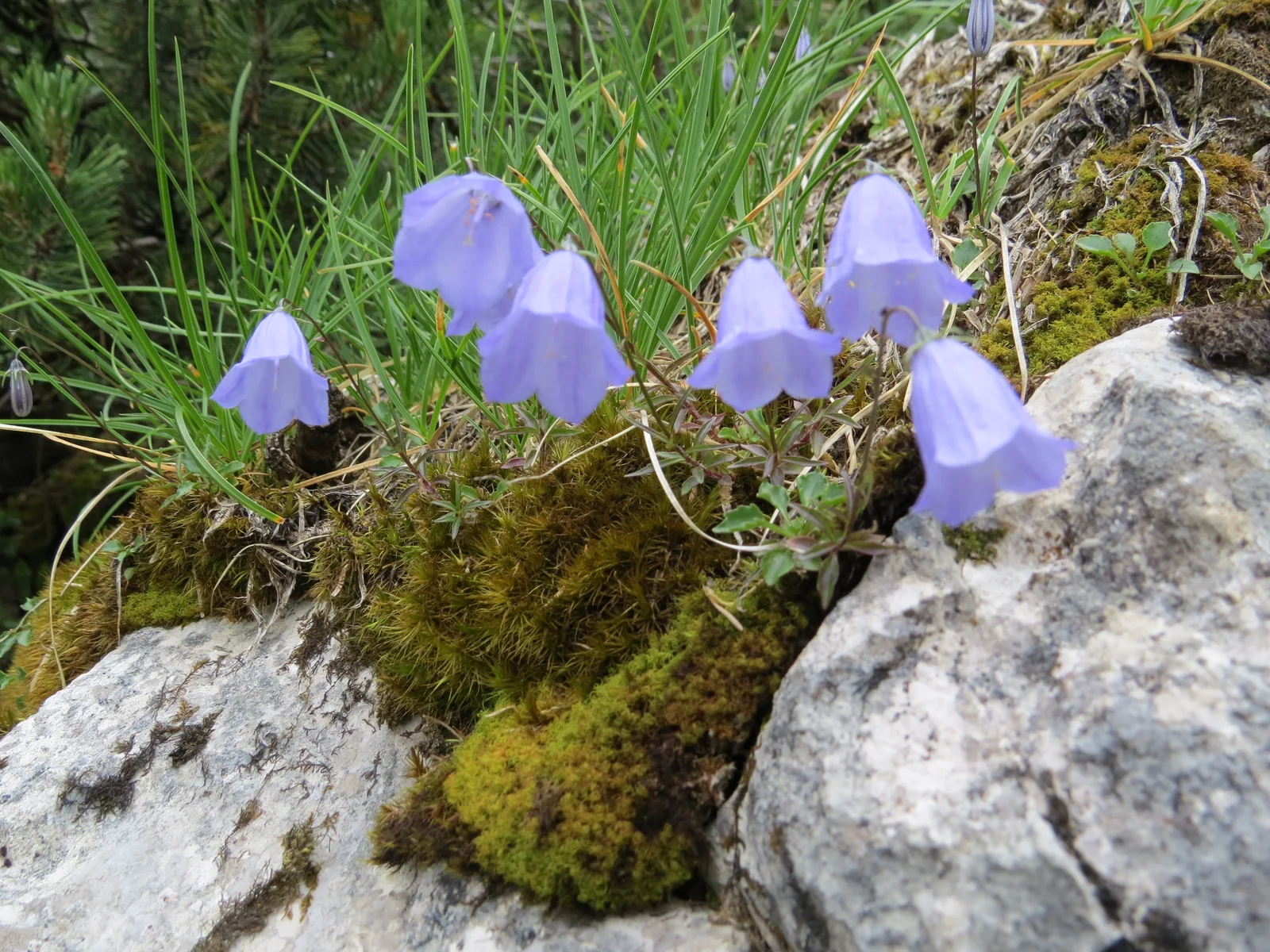 Earleaf Bellflower shown in a verified species image for field-guide context.