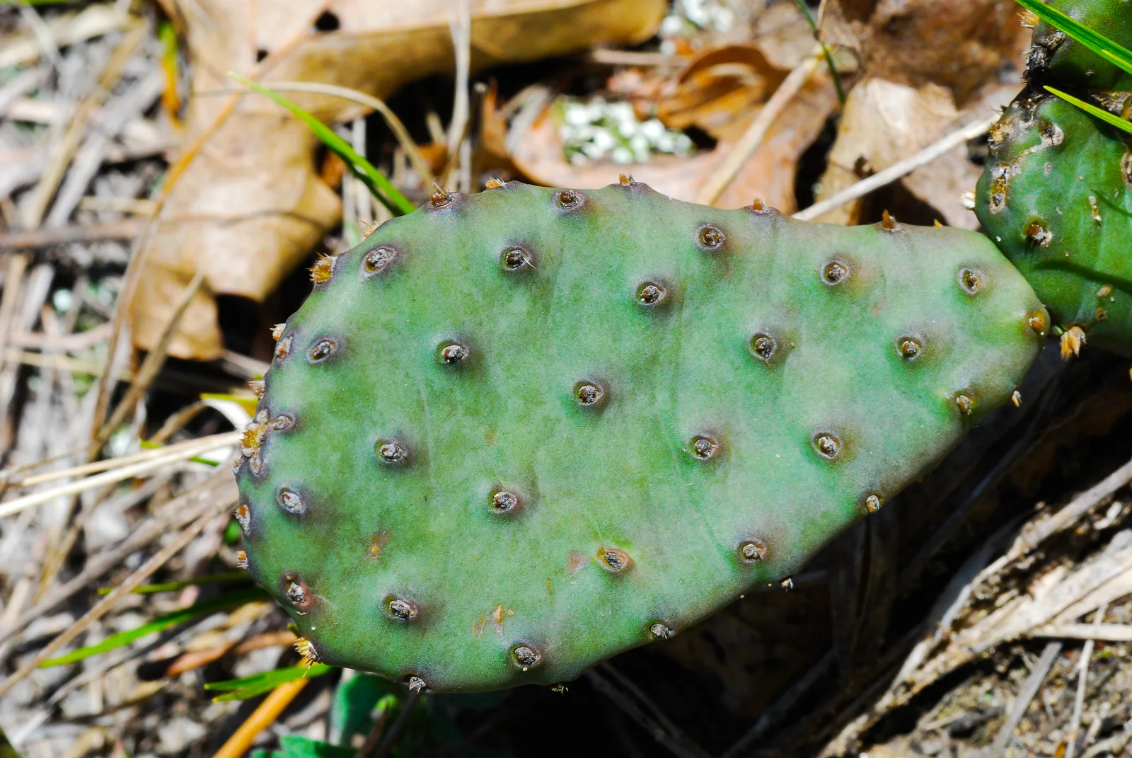 Verified image of Eastern Prickly Pear showing flattened pads and yellow flowers.
