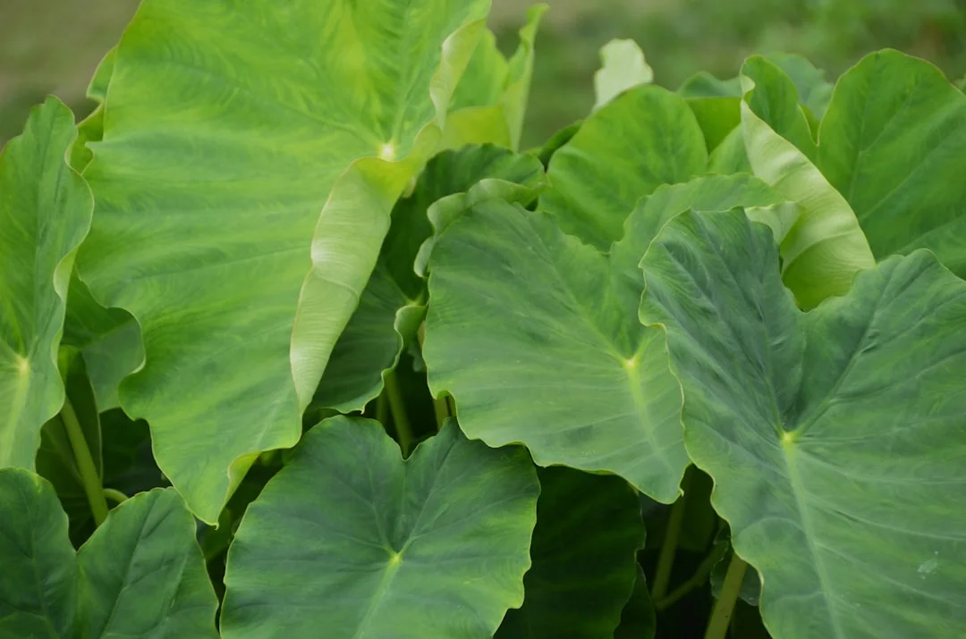 Elephant Ear showing visible field marks for Colocasia esculenta.