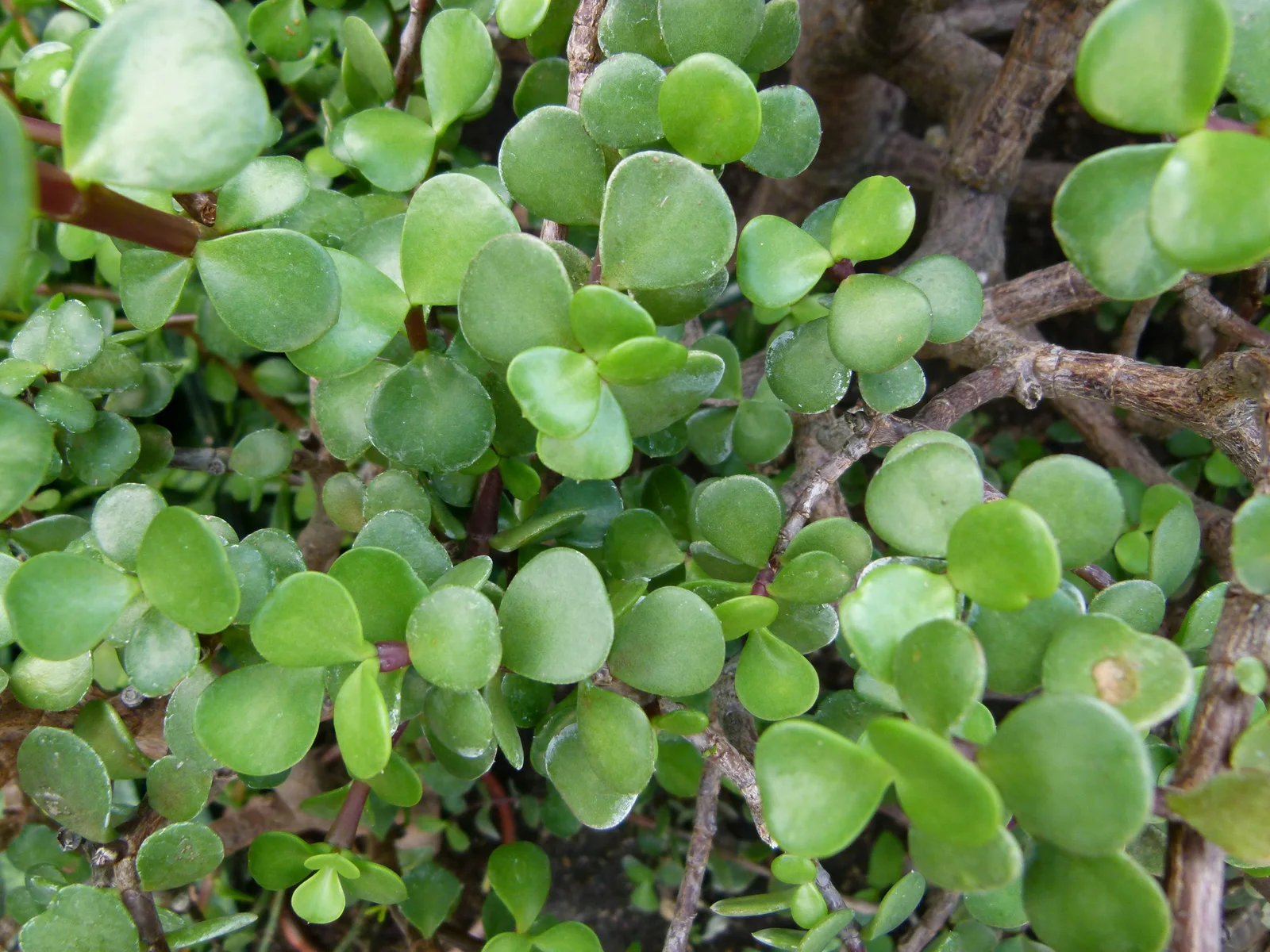 Elephant food plant with small succulent leaves on woody stems.
