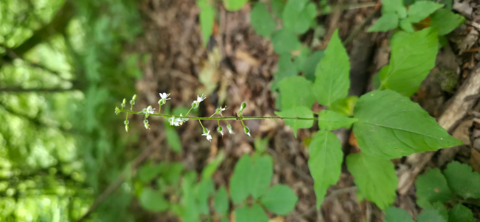 Enchanter's Nightshade showing visible field marks for Circaea lutetiana.