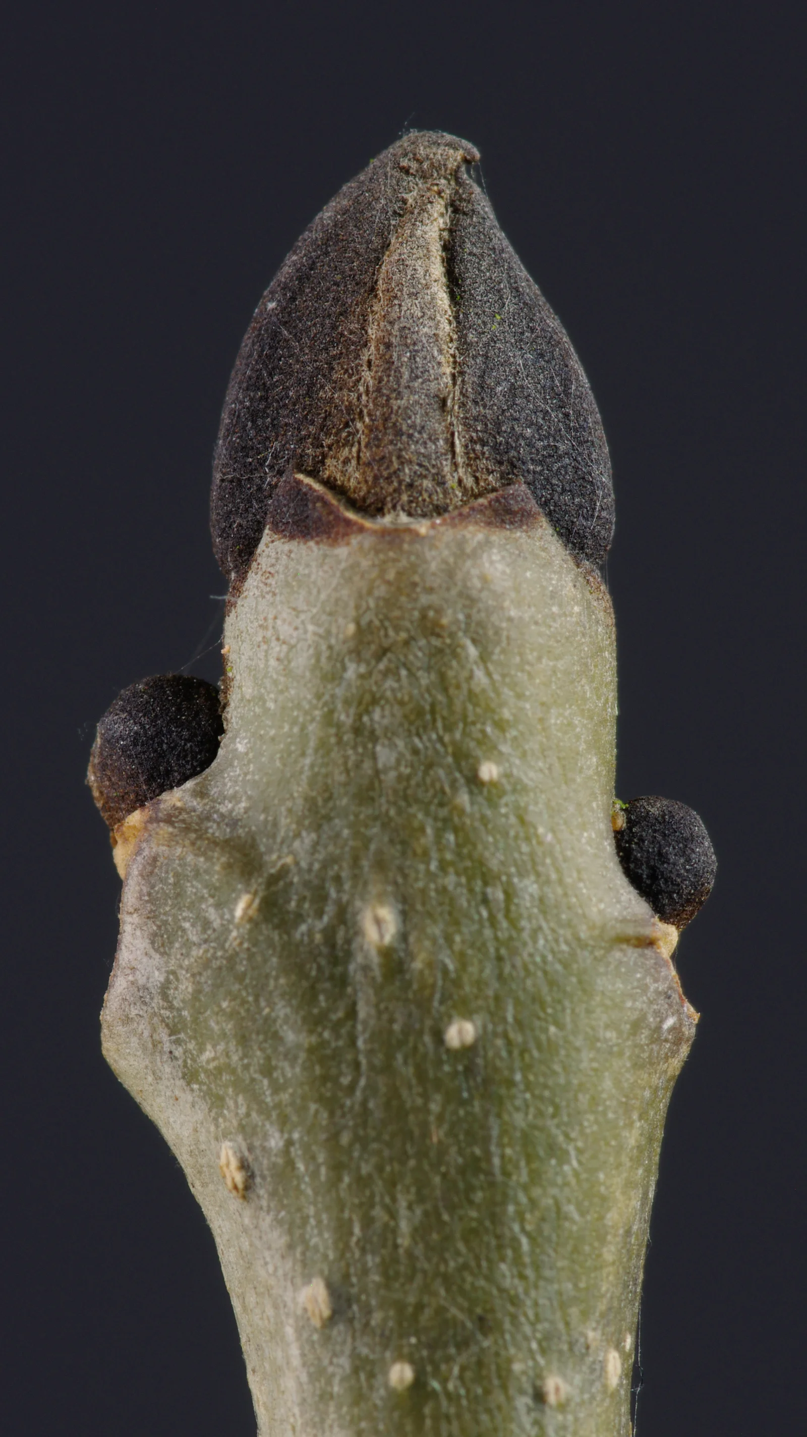 European Ash showing field marks for Fraxinus excelsior.