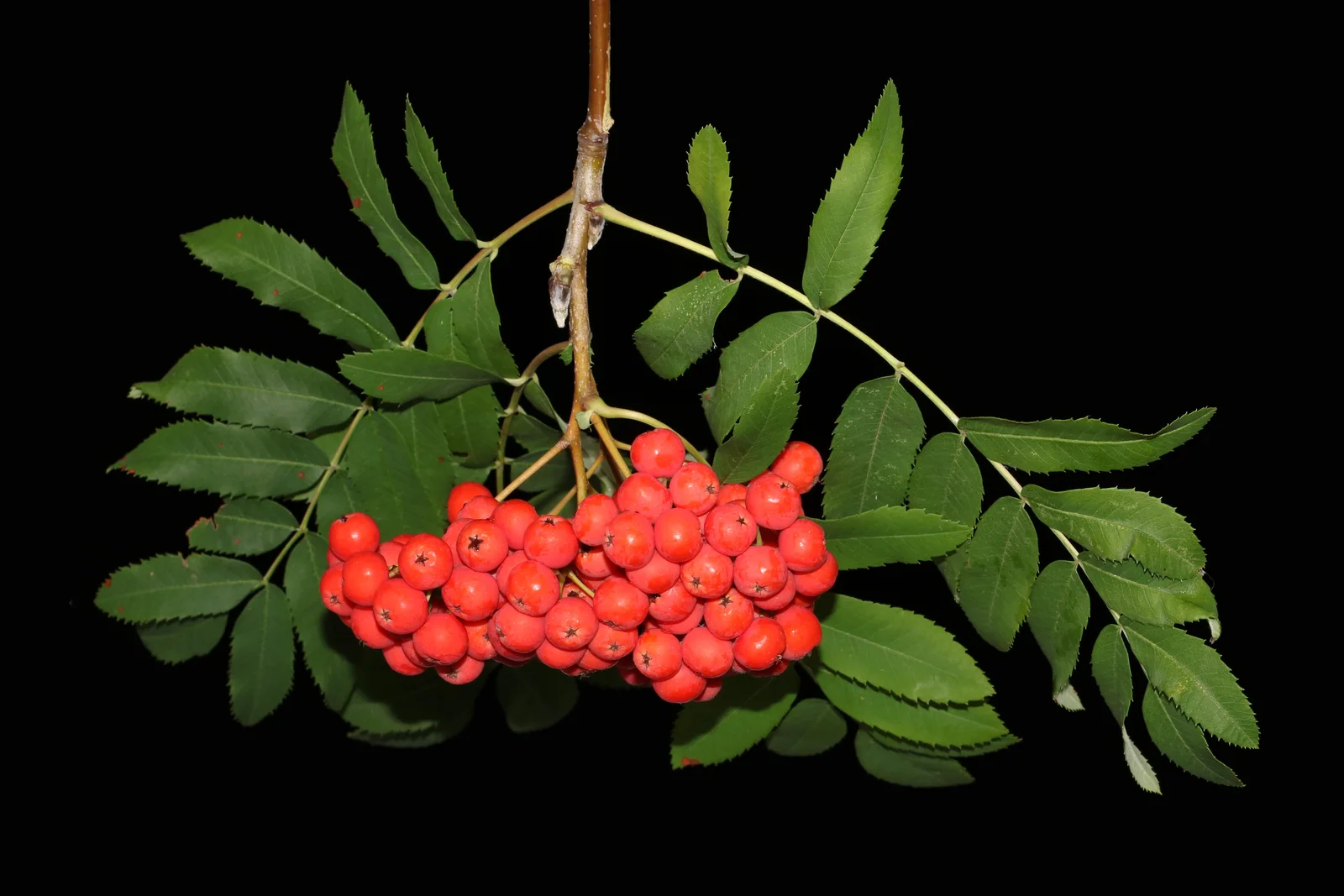 European Rowan showing visible field marks for Sorbus aucuparia.