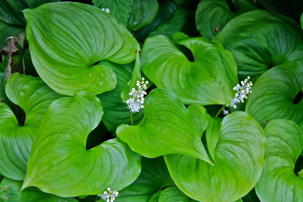 False Lily of the Valley shown in a verified species image for field-guide context.