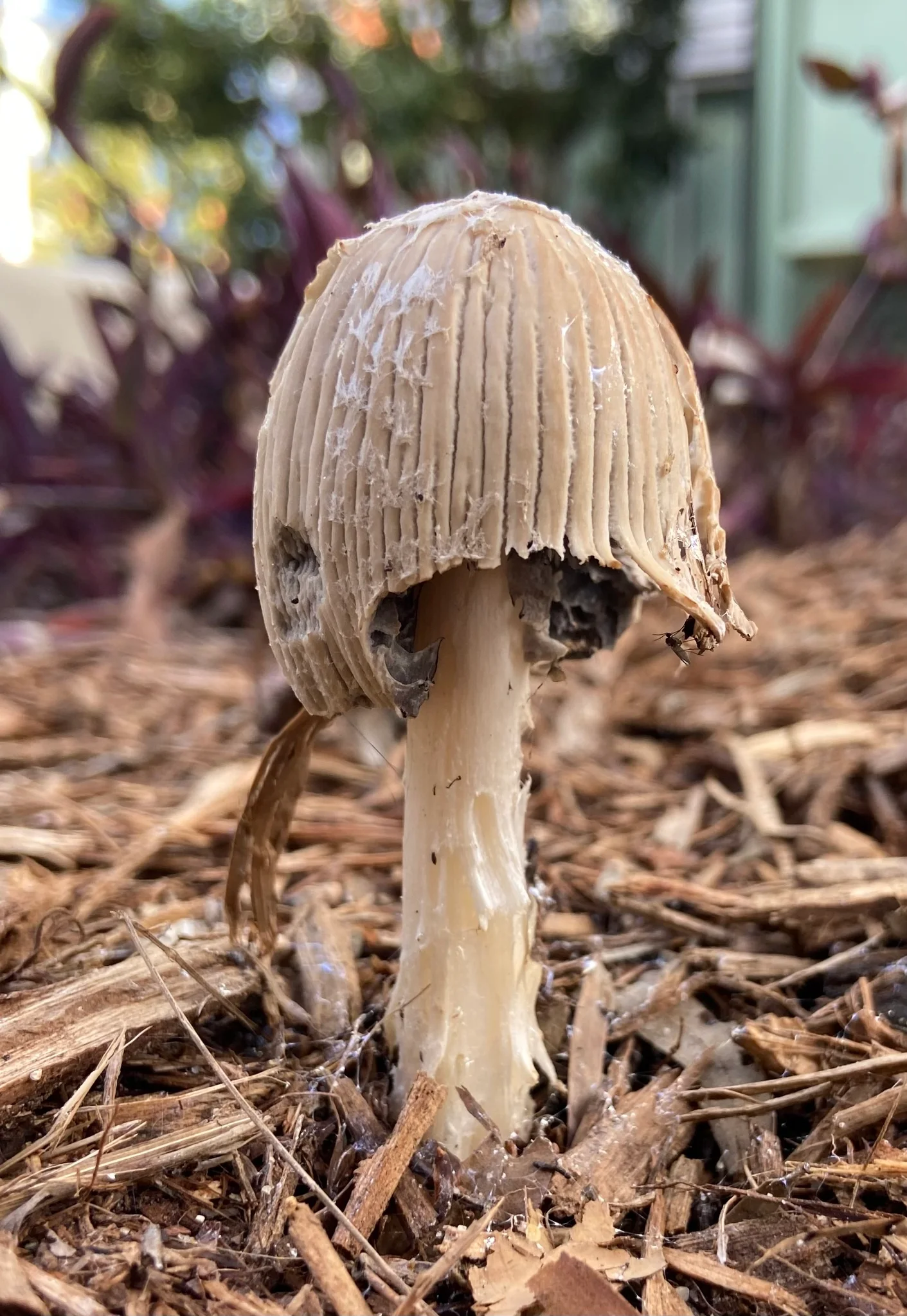 Flocculose Inkcap showing small pale cap for field identification.
