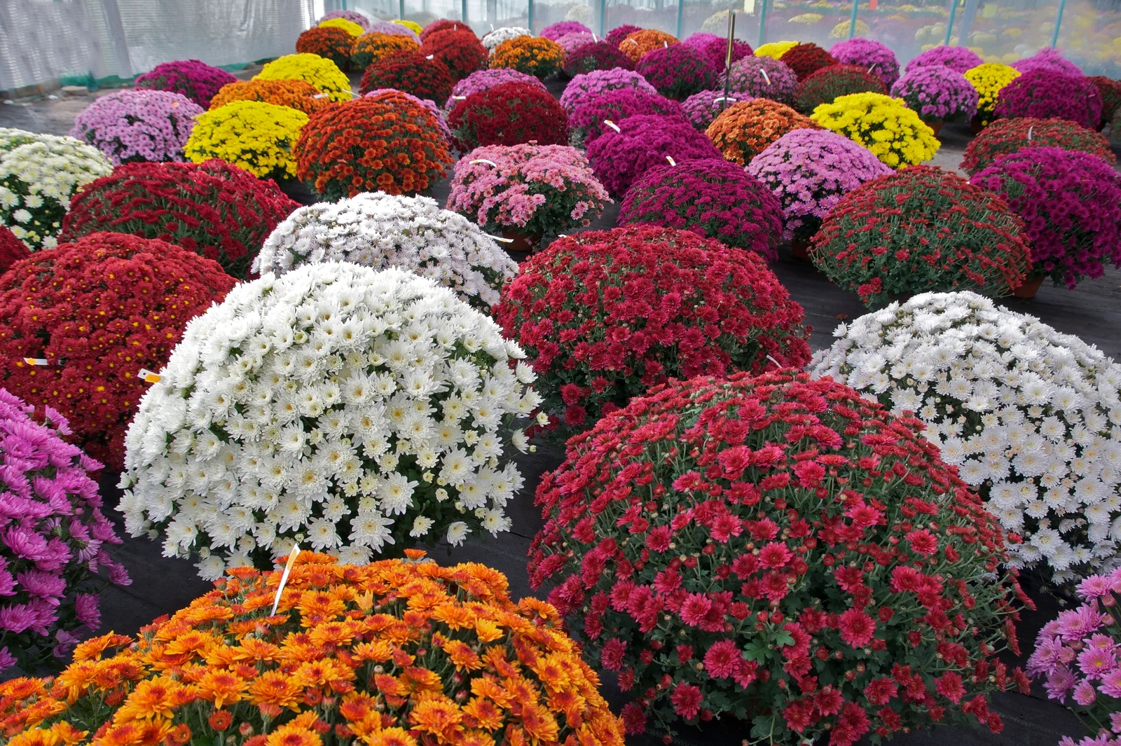 Florist's Daisy showing field marks for Chrysanthemum × morifolium.