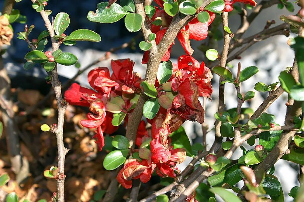 Flowering quince with red spring blossoms clustered along thorny stems.