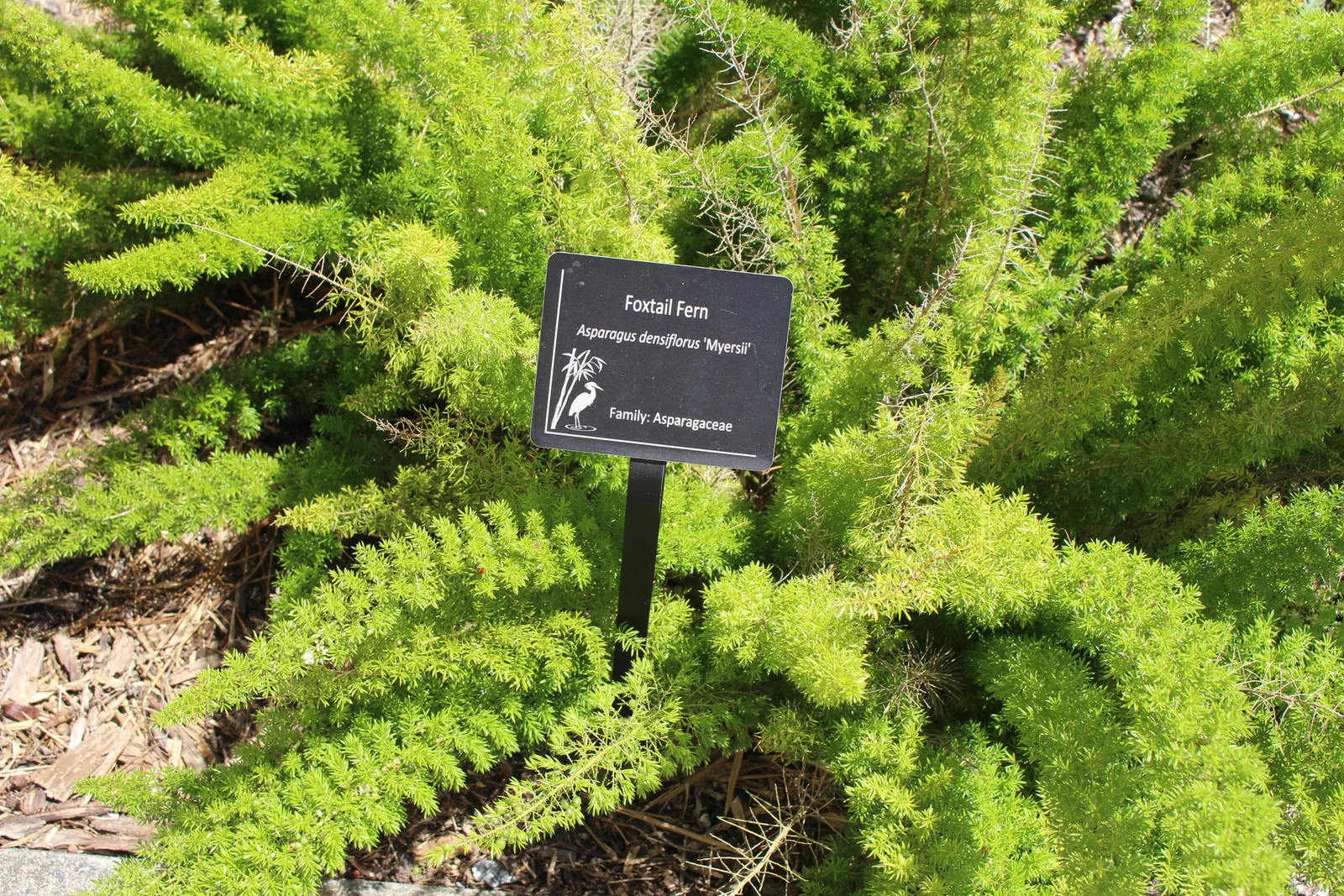 Foxtail fern with upright green plume-like stems in a botanical garden.