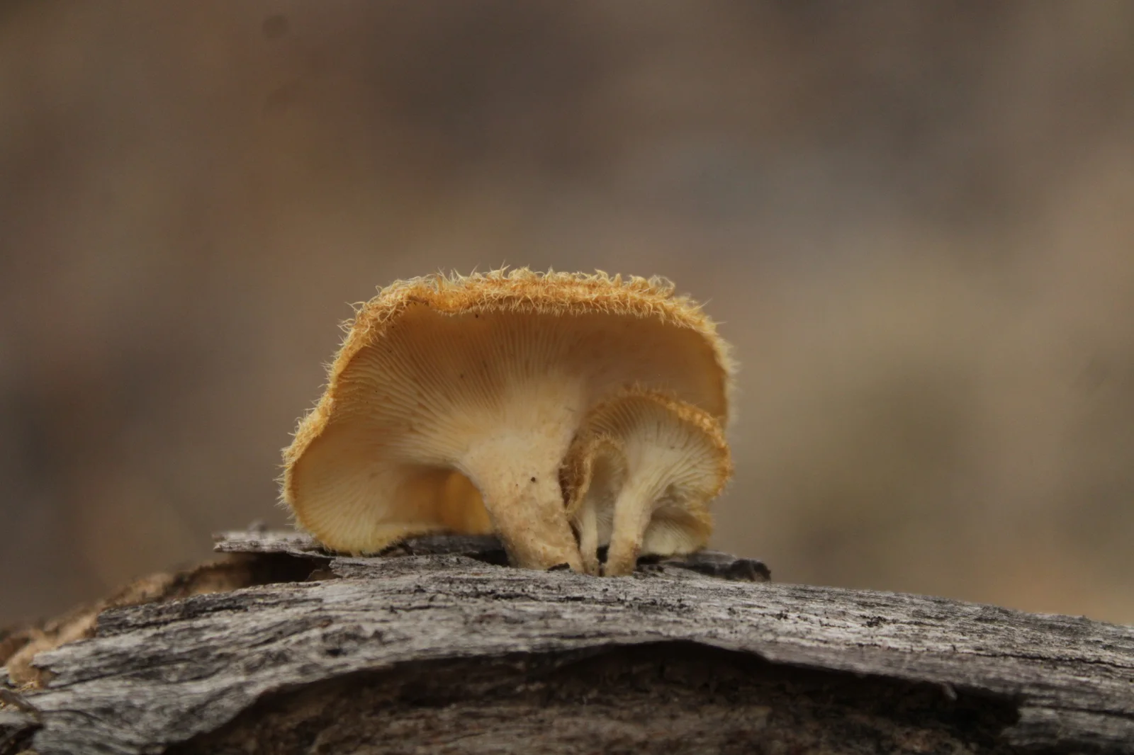 Fringed Sawgill showing hairy or fringed cap edge for field identification.