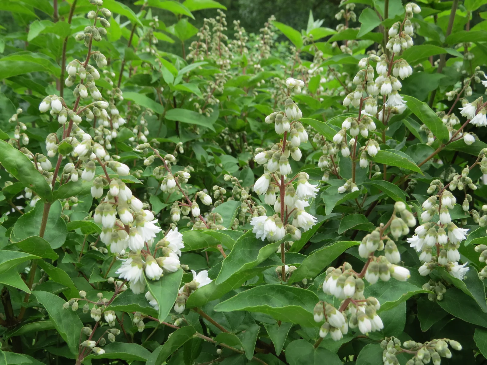 Fuzzy Pride-Of-Rochester showing field marks for Deutzia scabra.