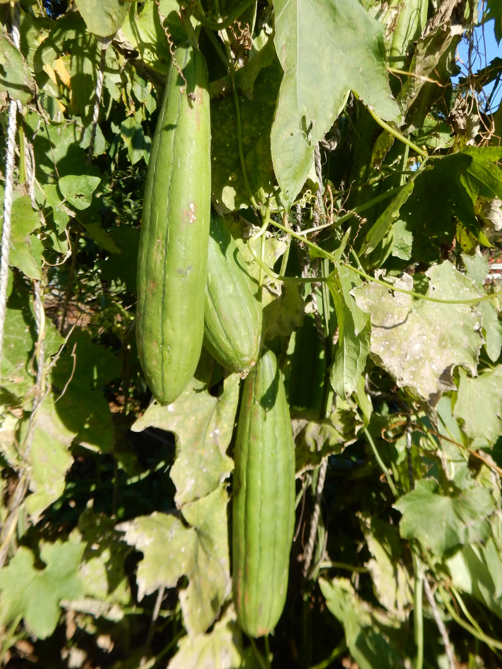 Garden Cucumber showing trailing or climbing vine.