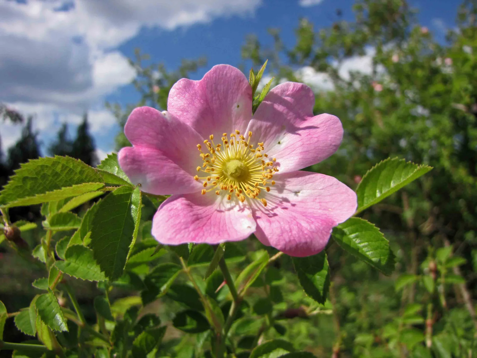 Sweet Briar Rose shown in a verified species image for field-guide context.