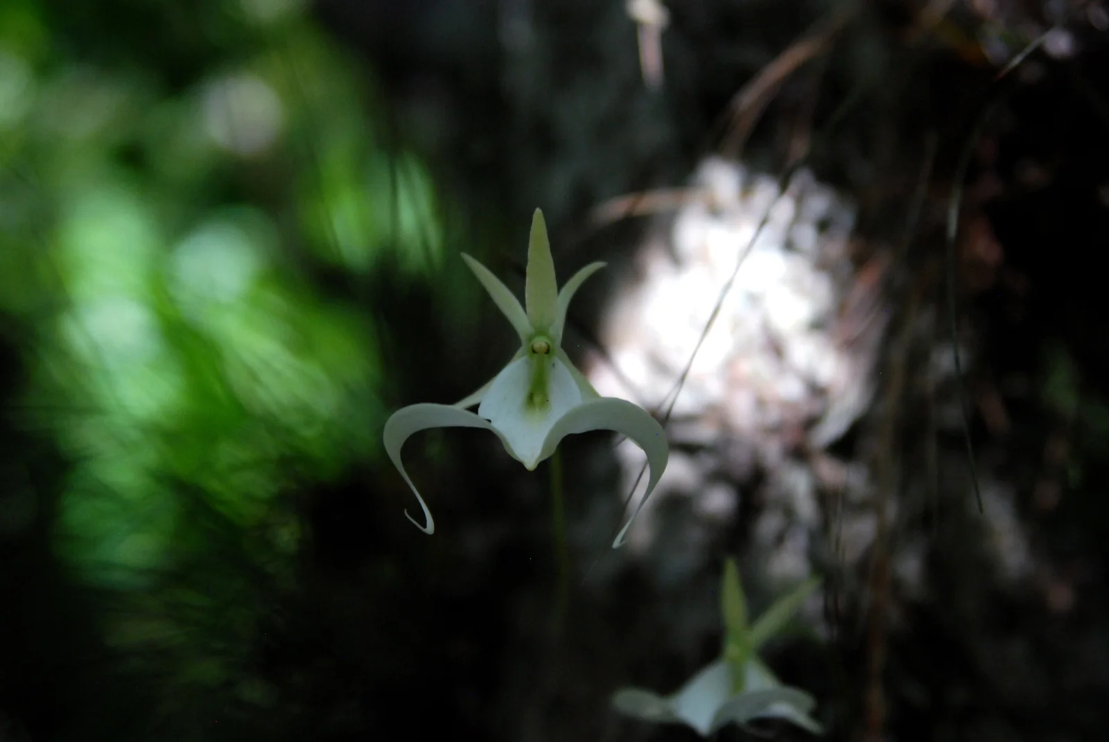 White ghost orchid flower floating beside a tree trunk.