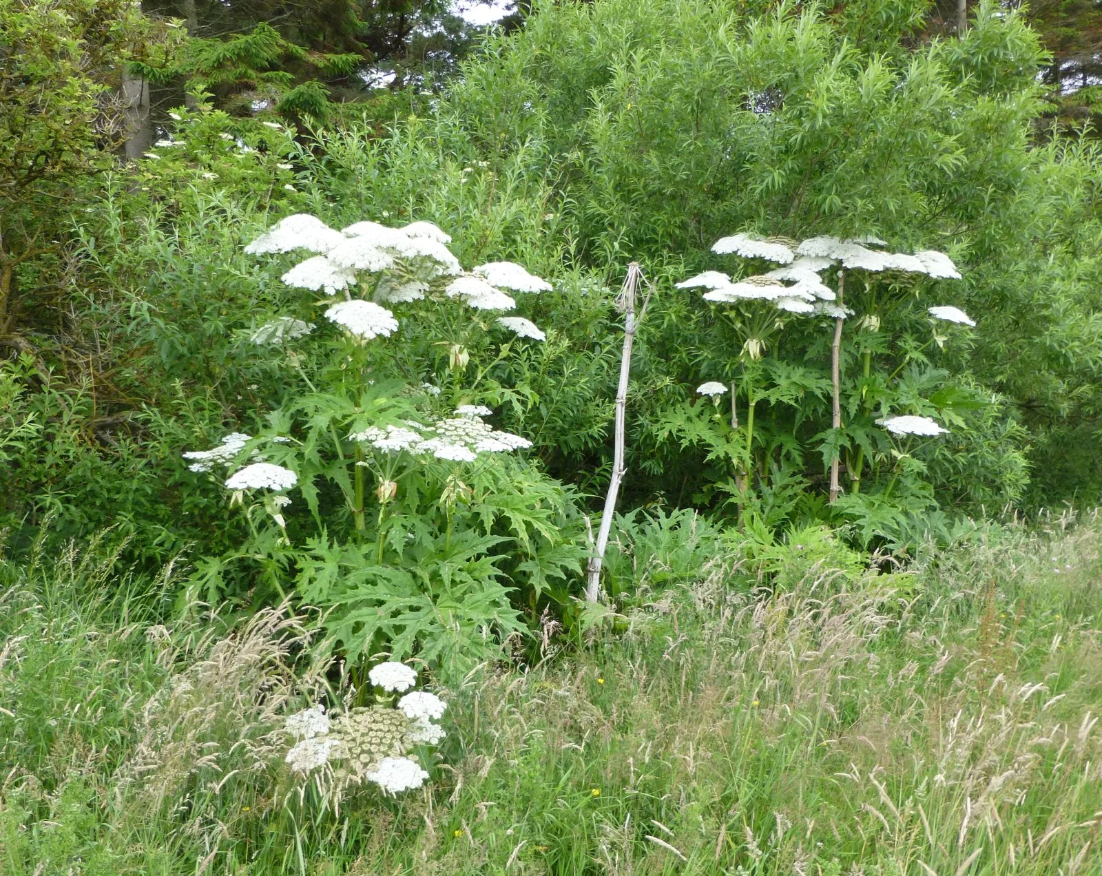 Giant Hogweed field view showing towering hollow stems with purple blotches.