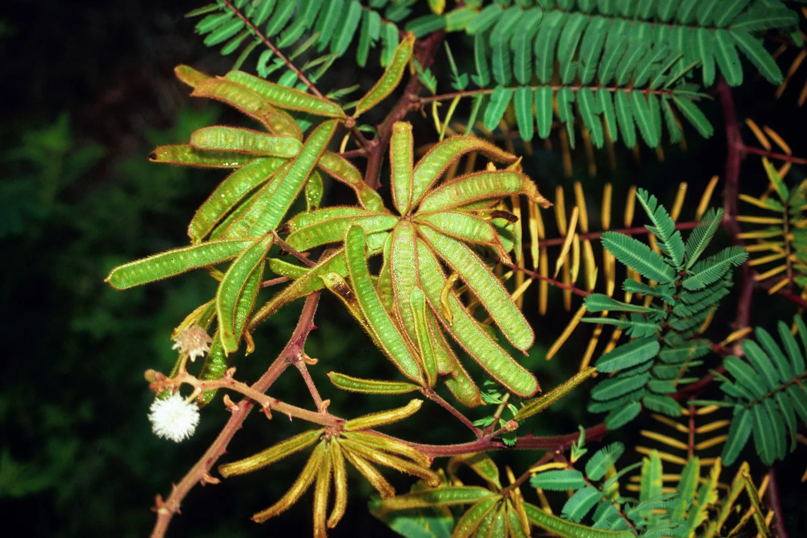 Giant Sensitive Plant showing bipinnate folding leaves.