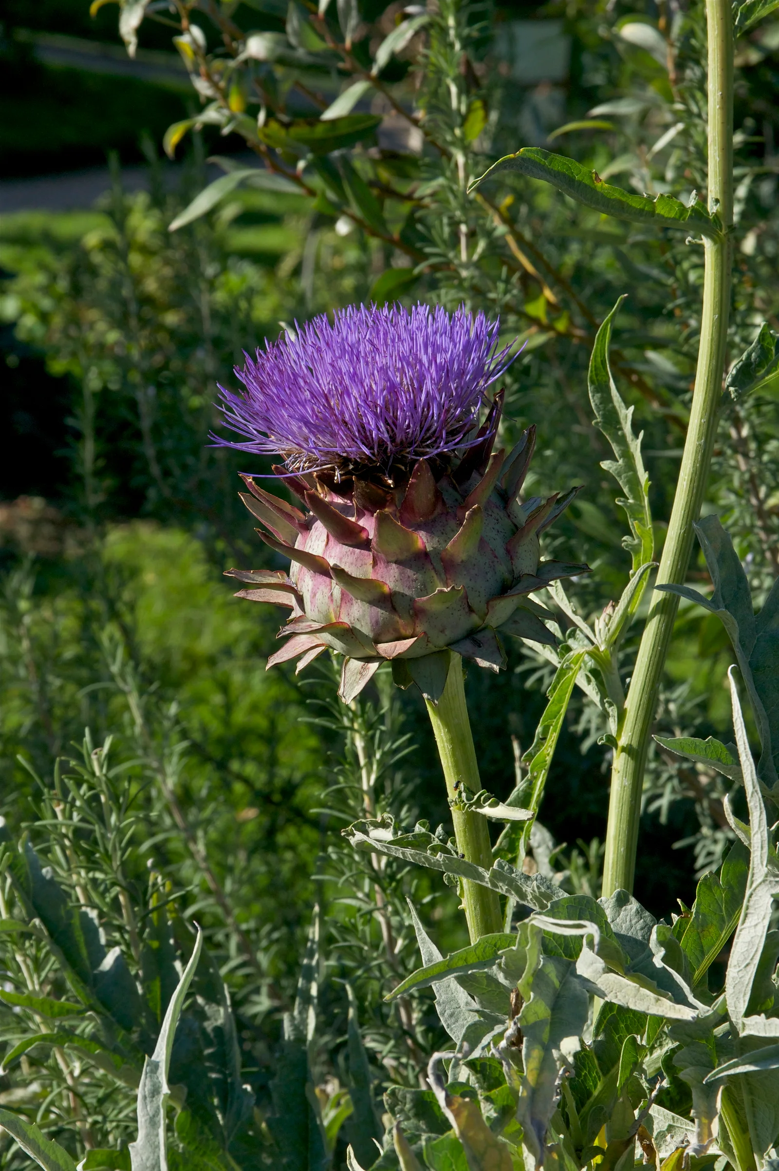 Globe Artichoke showing the main field marks described in the Species Showcase.