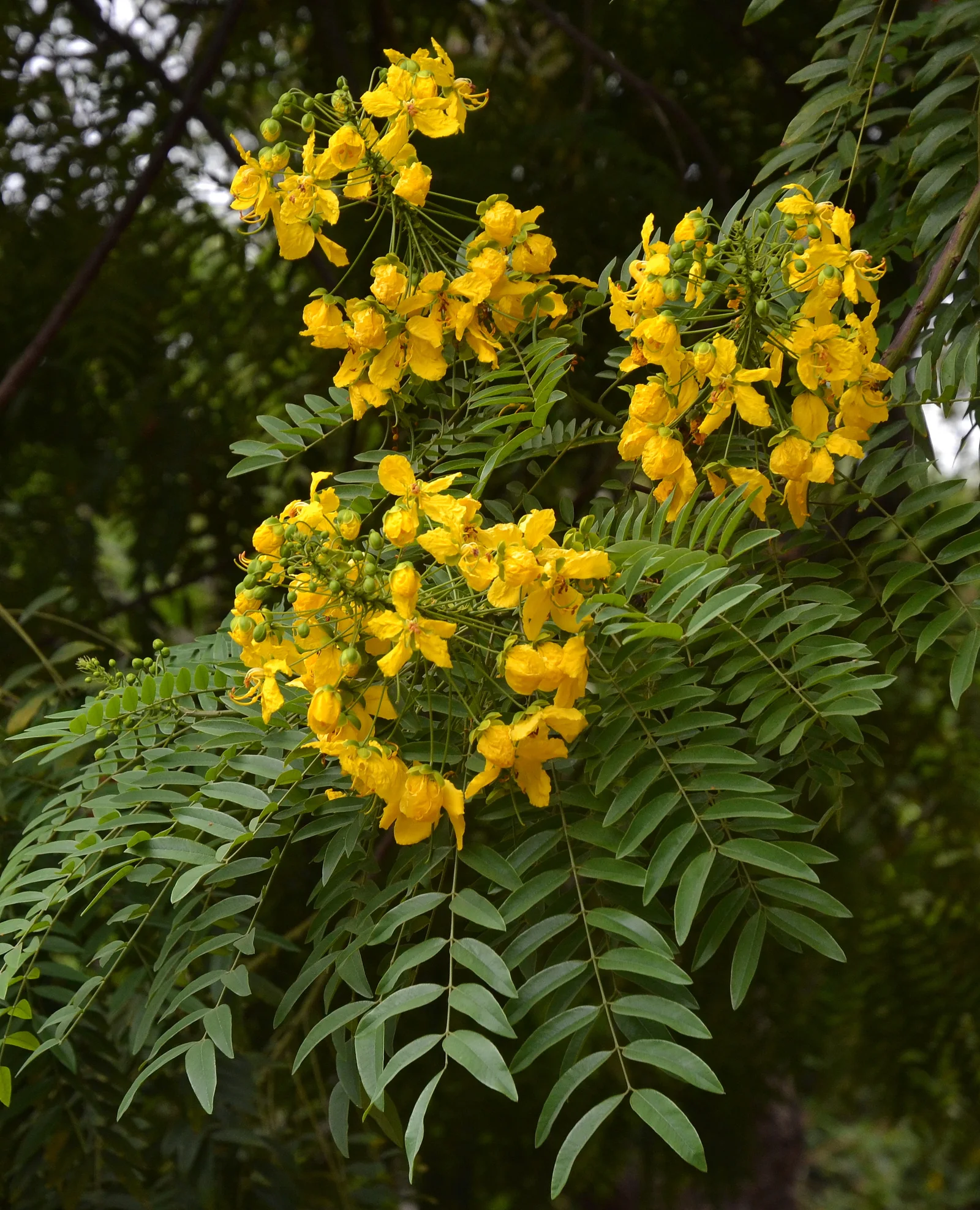 Gold Medallion Tree with yellow flowers in a warm-climate garden.
