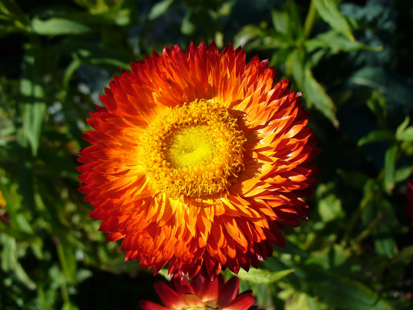 Verified image of Golden Everlasting showing papery yellow to orange bracts.