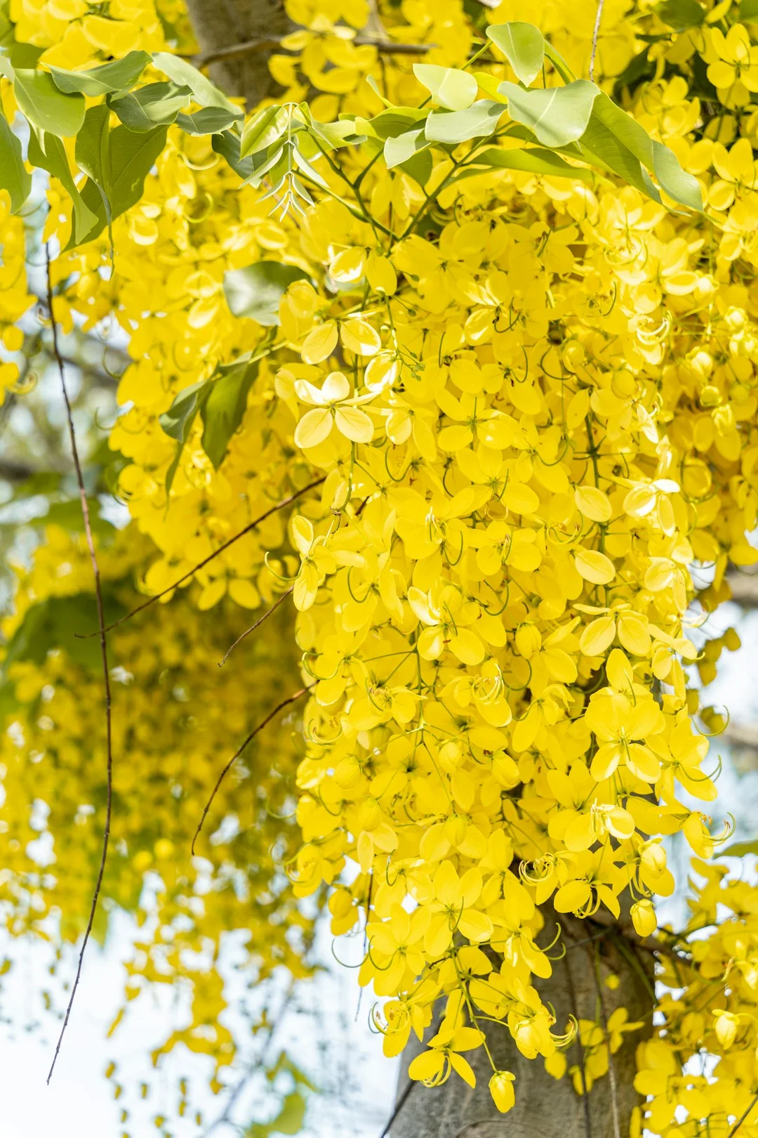 Golden Shower Tree showing visible field marks for Cassia fistula.