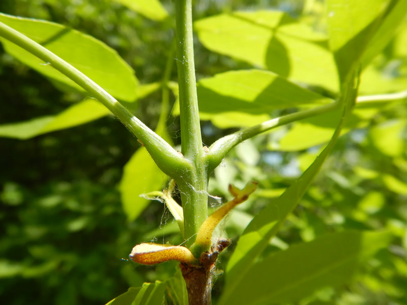 Green Ash showing opposite branching for field identification.