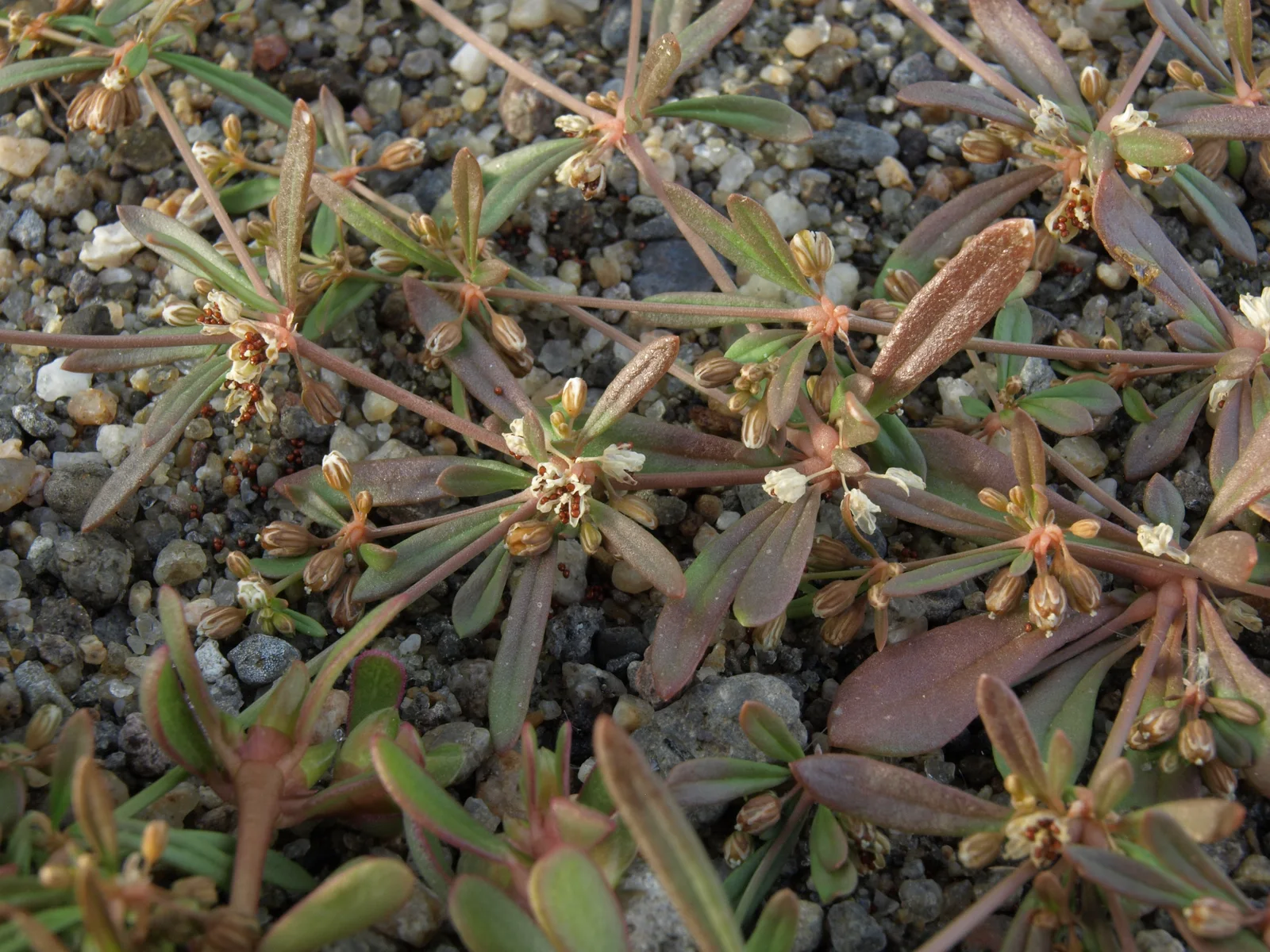 Green Carpetweed showing flat spreading mat.