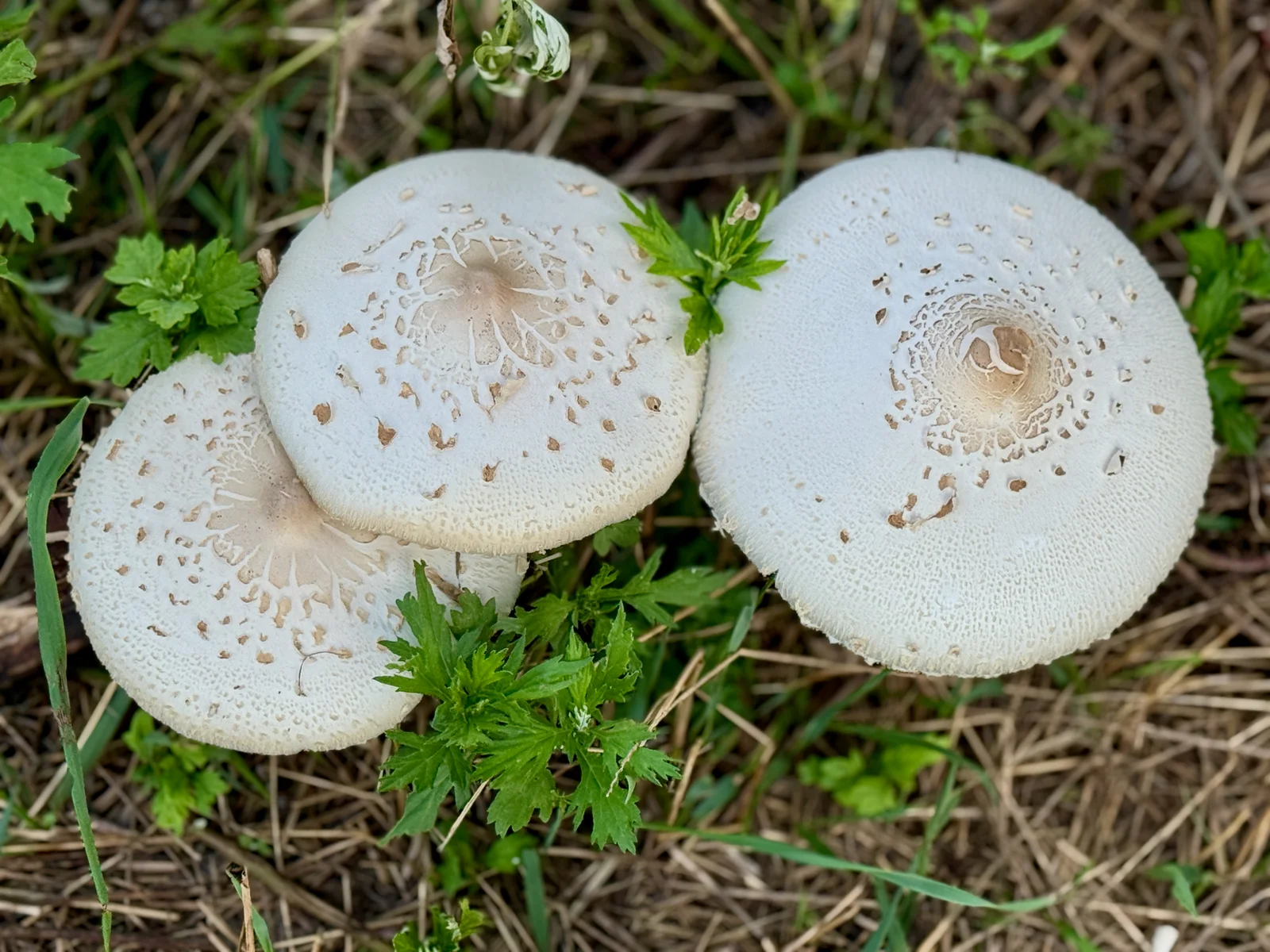 Green-Spored Parasol showing large pale parasol cap for field identification.