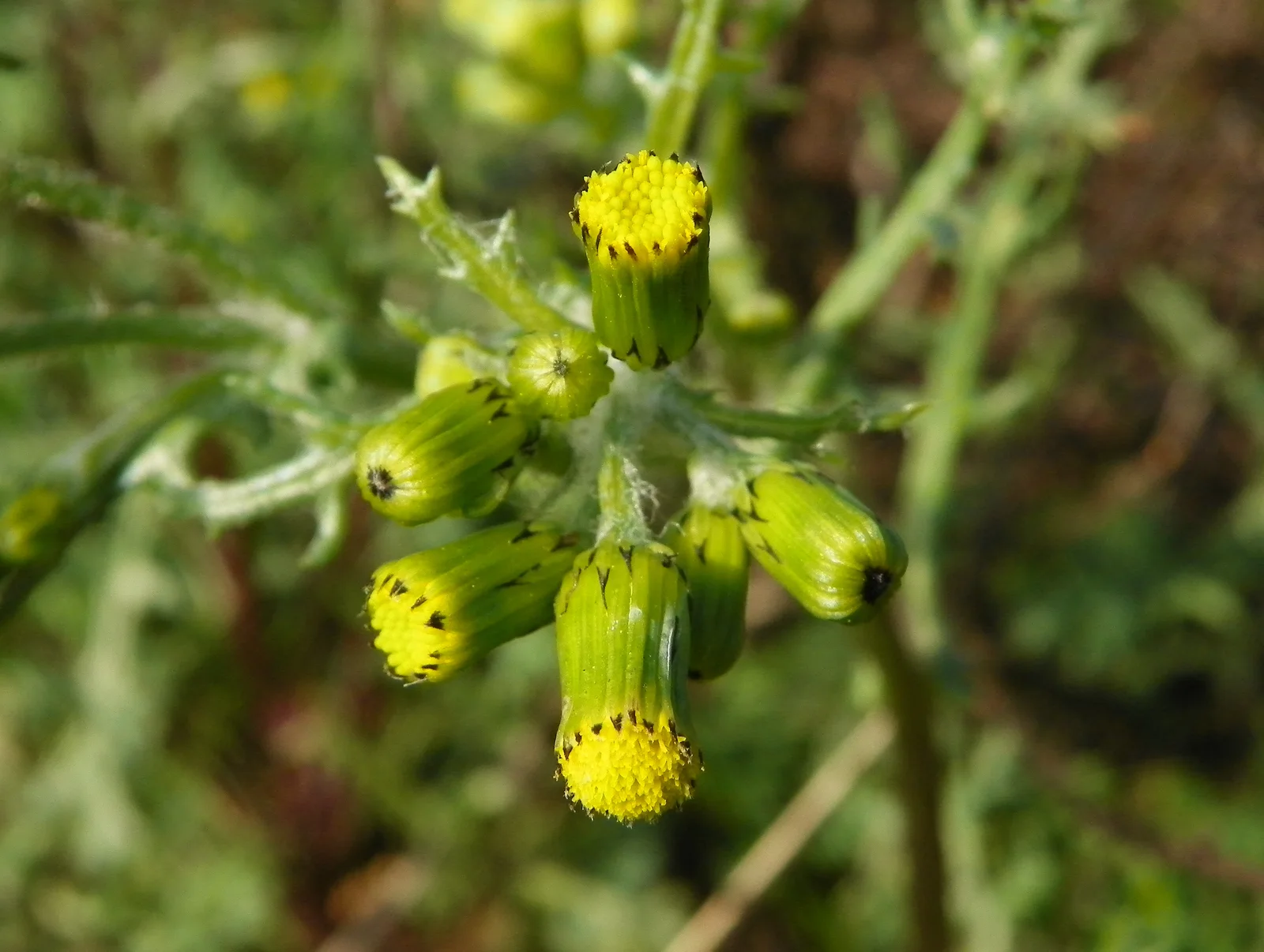 Groundsel showing lobed green leaves.