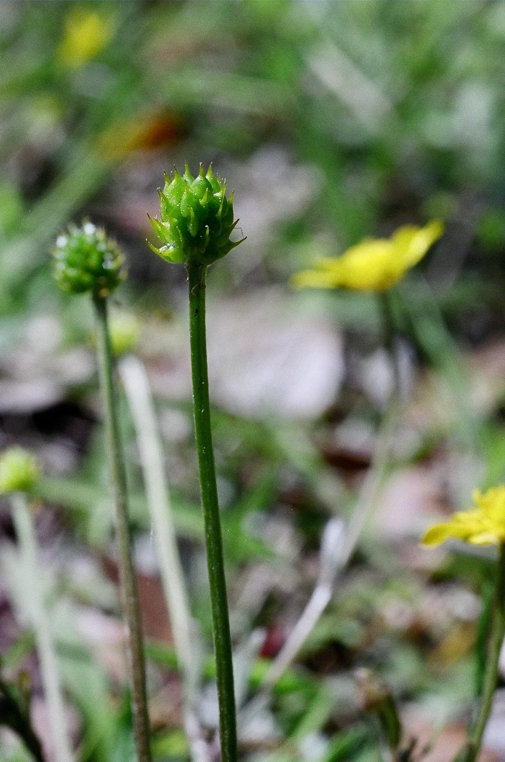 Hairy Buttercup showing shiny yellow petals.