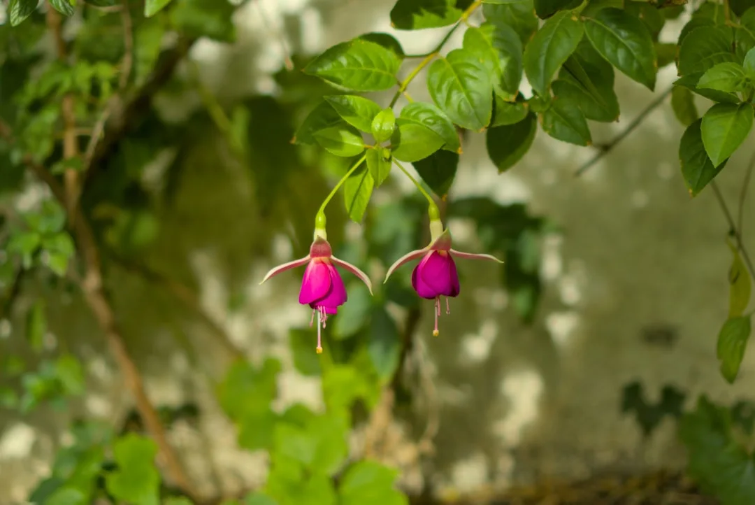 Pink and purple Fuchsia magellanica flowers hanging from slender stems.
