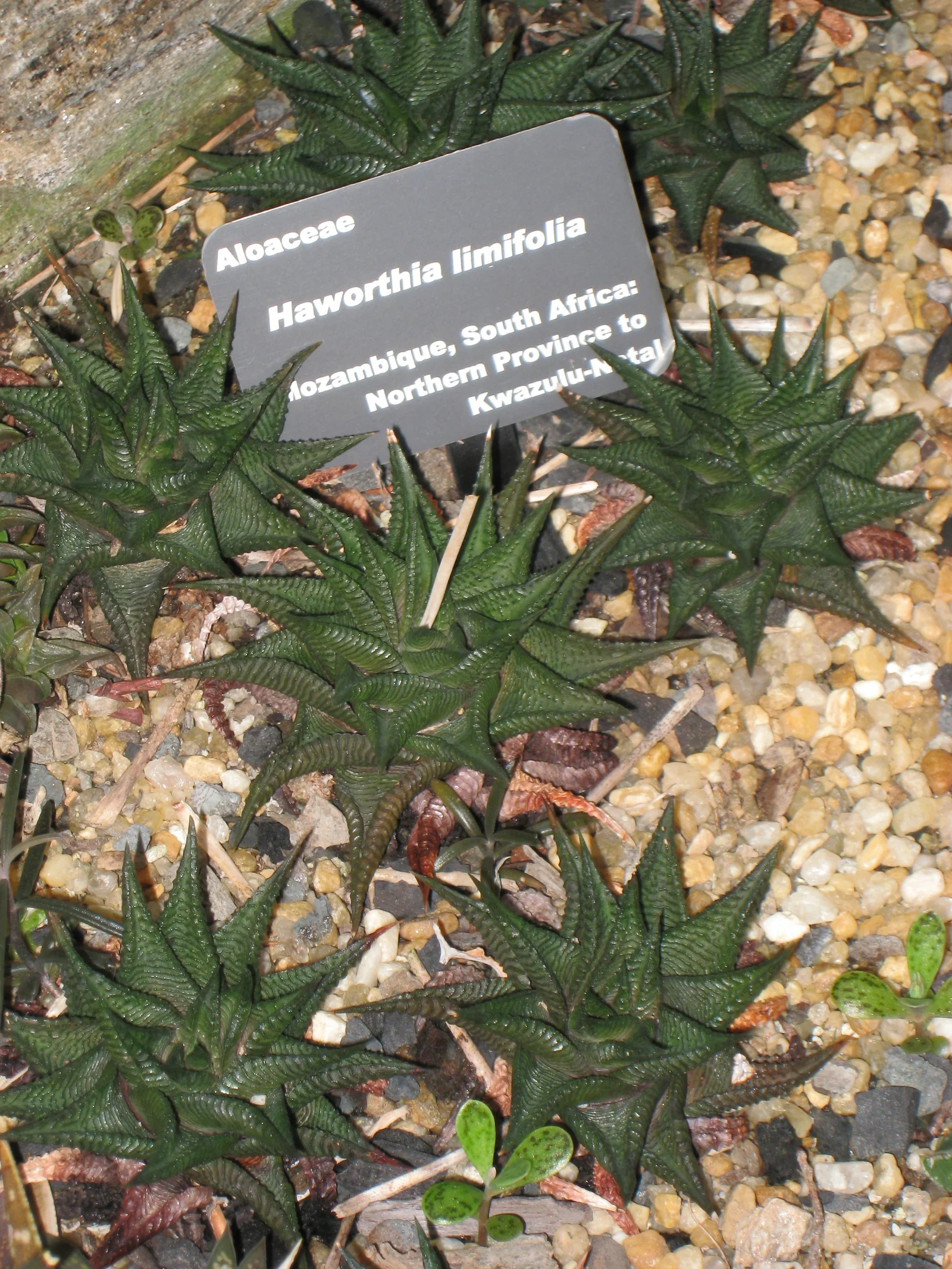 Verified image of Haworthia Limifolia showing ridged triangular leaves in a rosette.