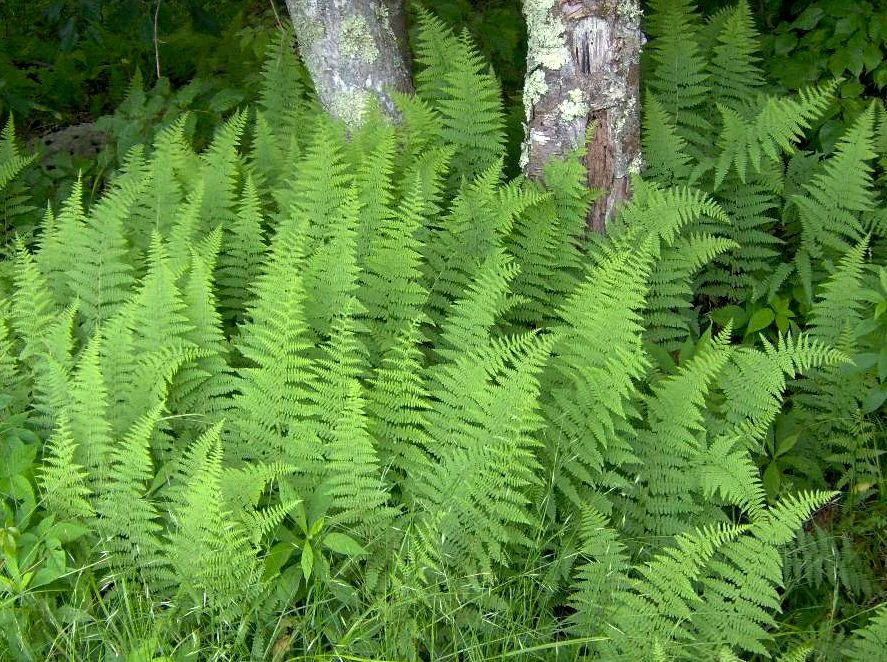 Verified image of Hay-Scented Fern showing soft divided fronds with a hay-like scent when bruised.