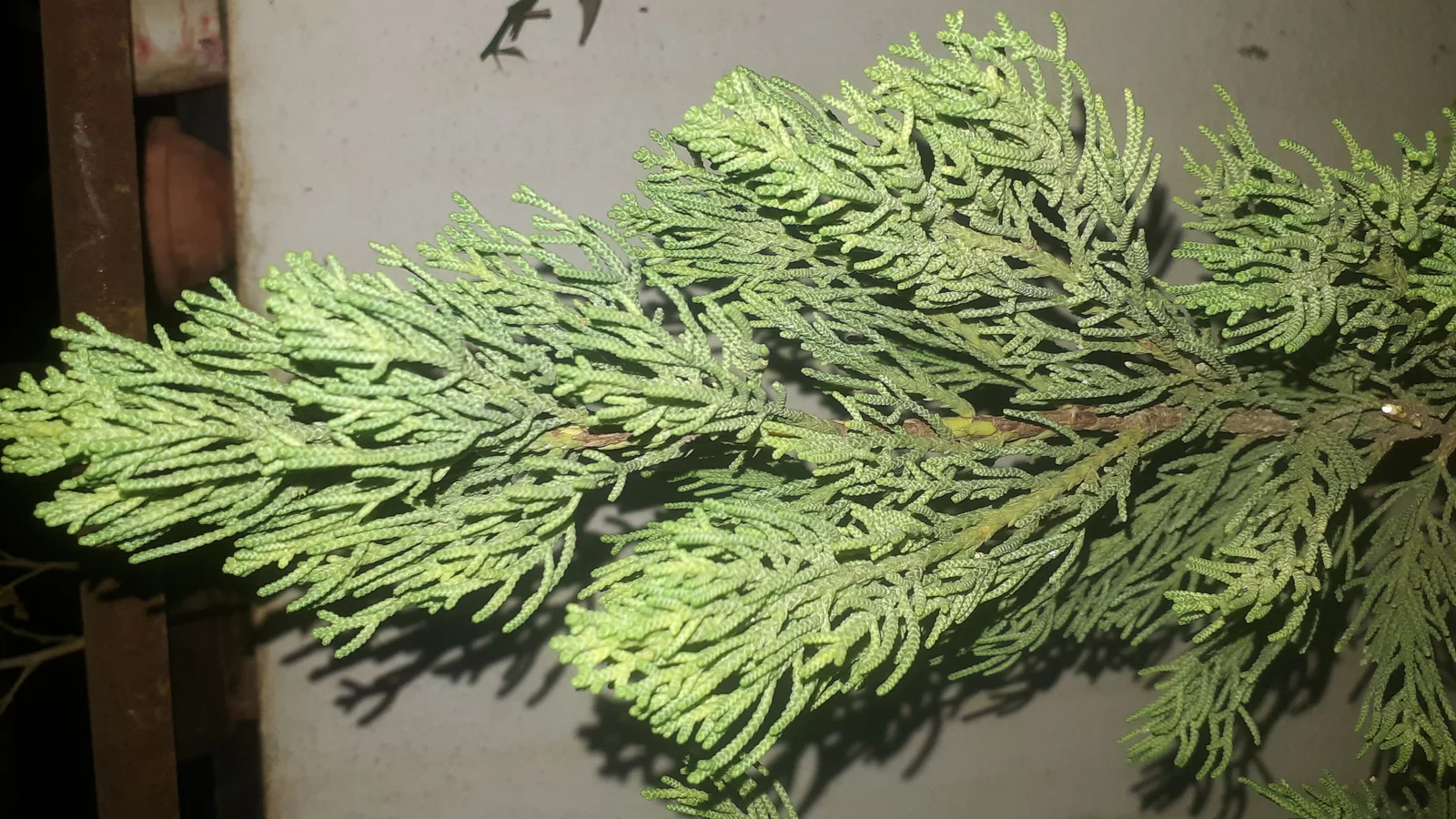 Hollywood Juniper showing visible field marks for Juniperus chinensis 'kaizuka'.
