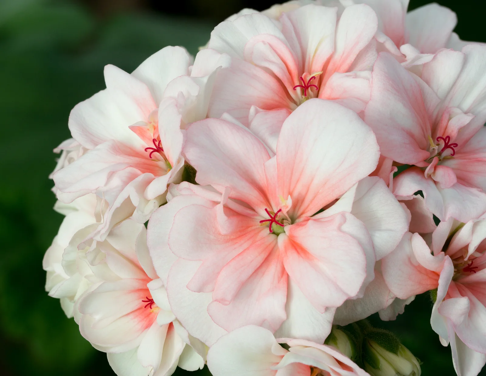 Horseshoe Geranium showing rounded zoned leaves.