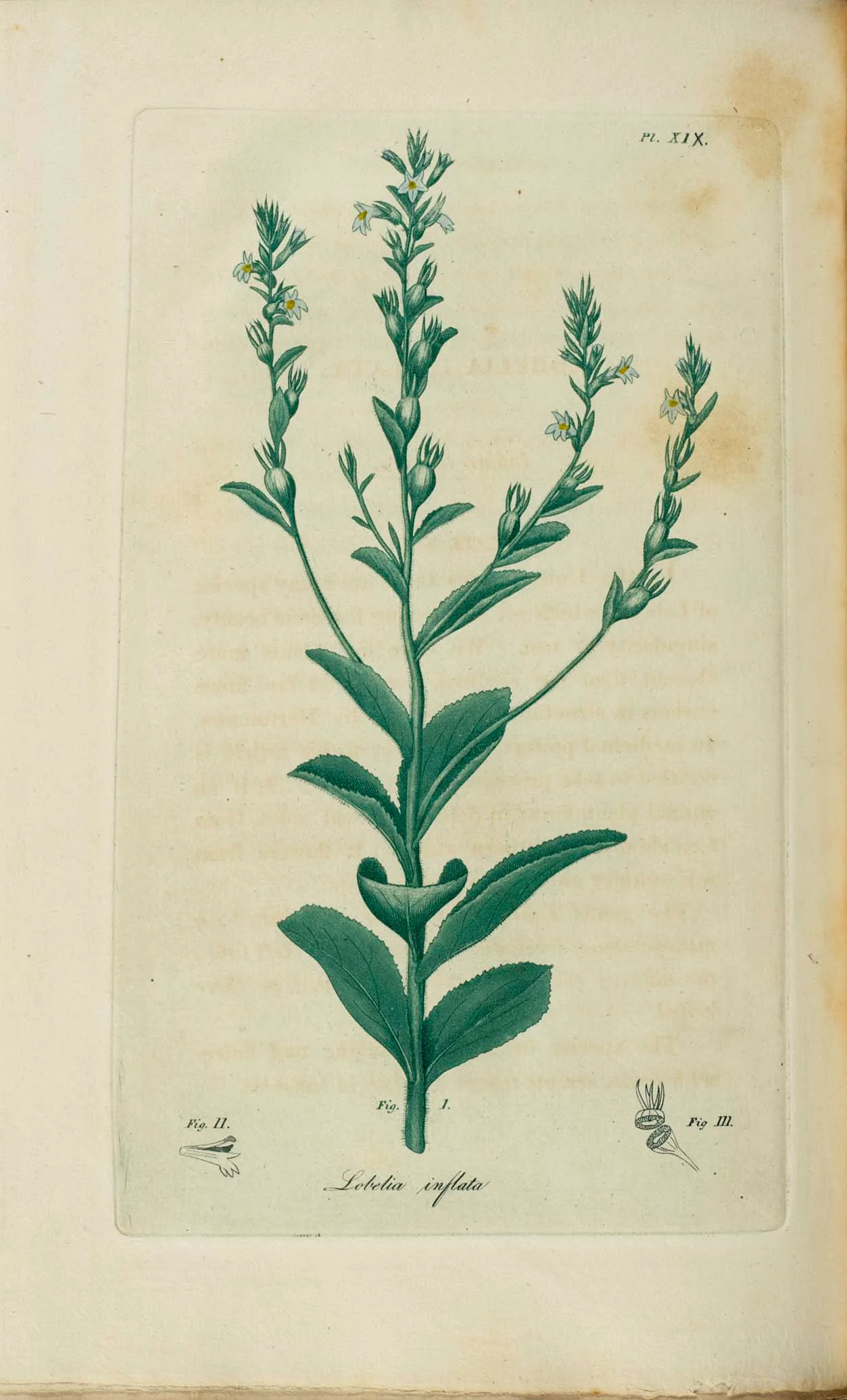 Indian-Tobacco showing field marks for identification.