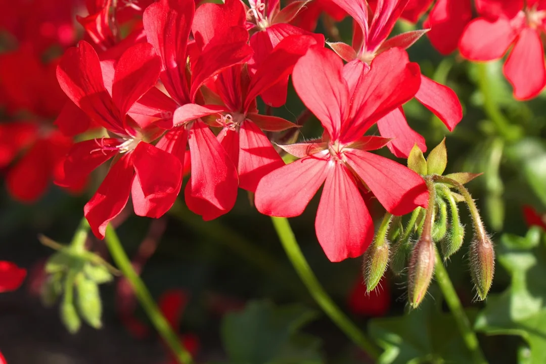 Ivy Geranium showing visible field marks for Pelargonium peltatum.