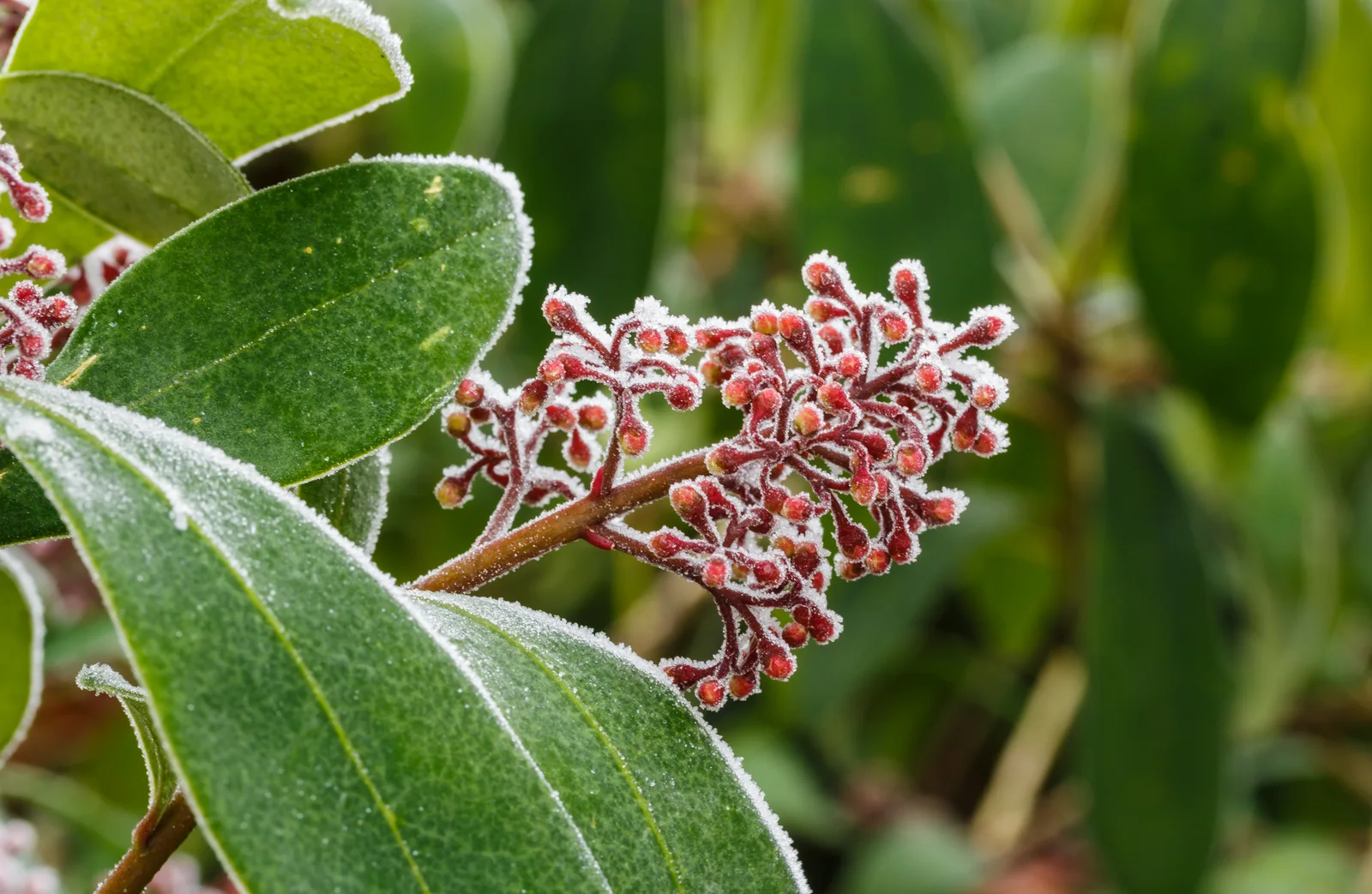 Verified image of Japanese Skimmia showing glossy evergreen leaves.