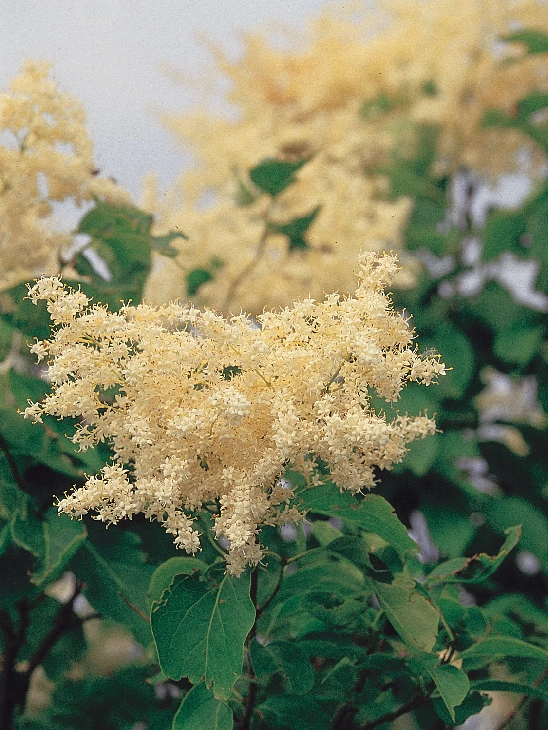 Japanese Tree Lilac showing field marks for Syringa reticulata.