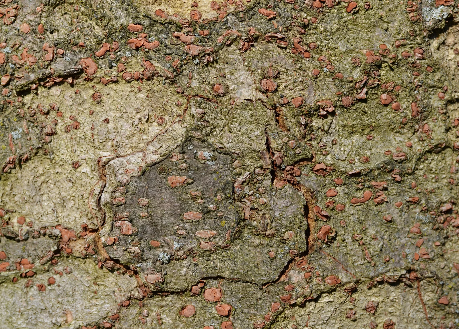Japanese Zelkova showing mottled peeling bark for field identification.