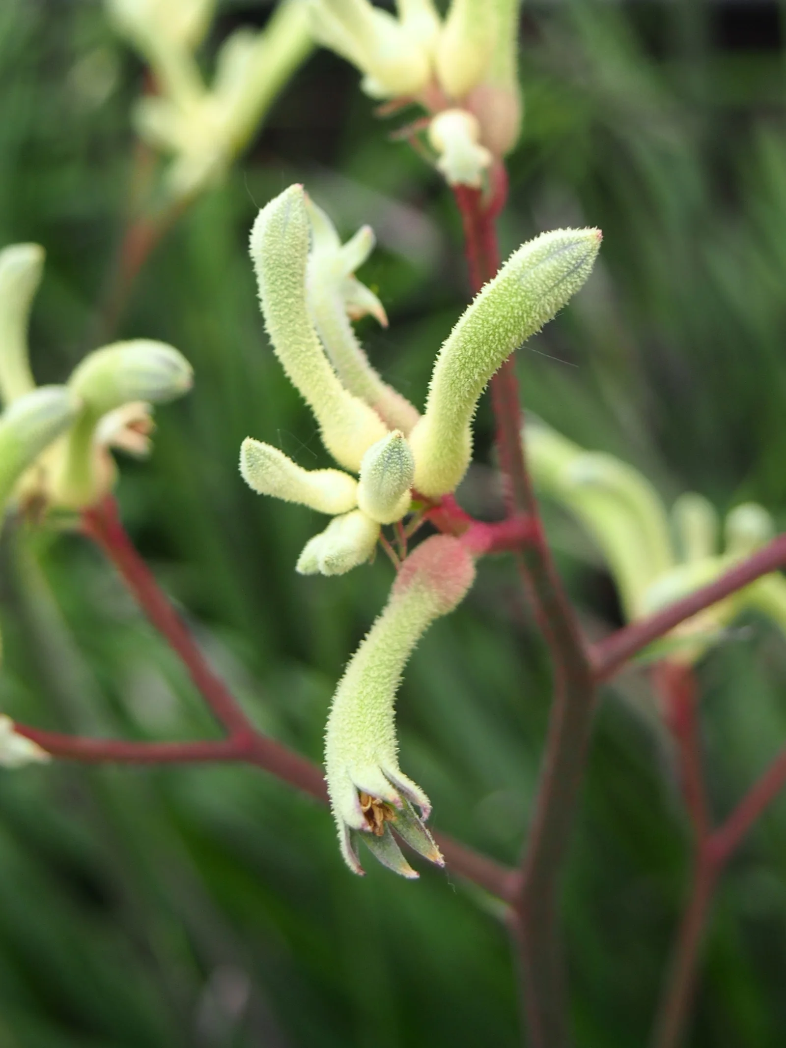 Kangaroo Paw showing the main field marks described in the Species Showcase.