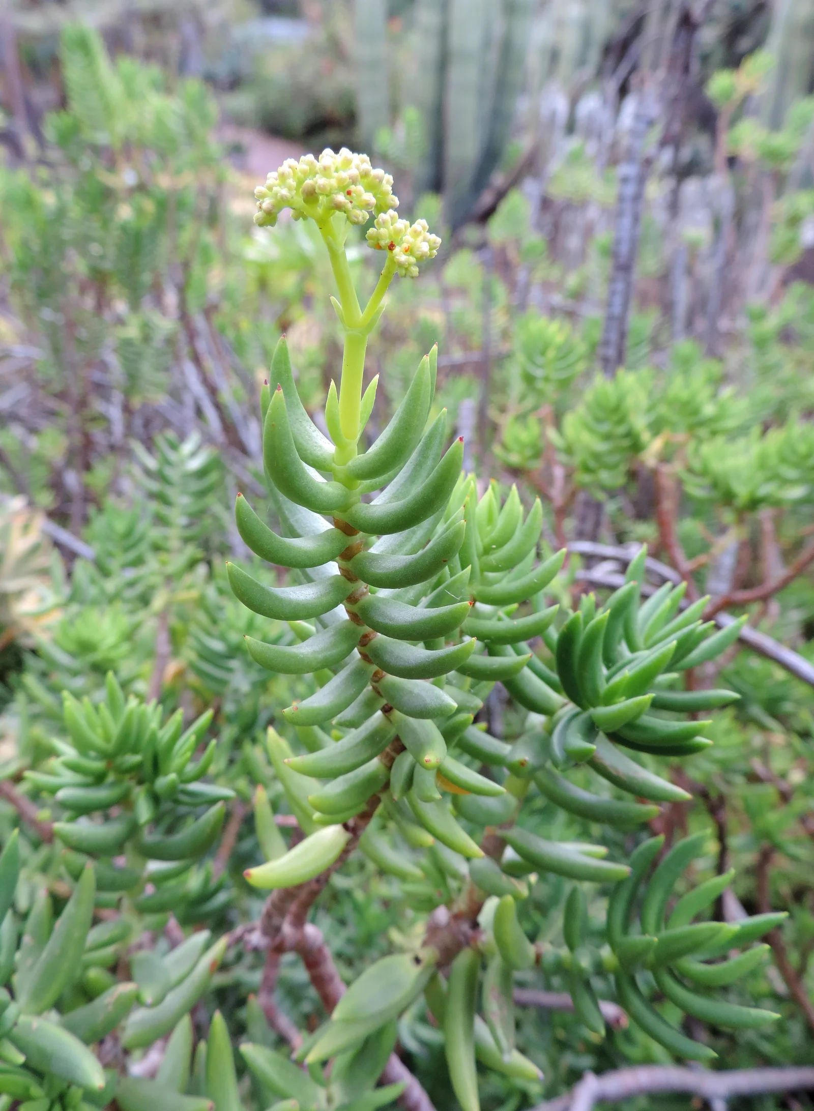 Crassula tetragona succulent stems with tight green leaves.