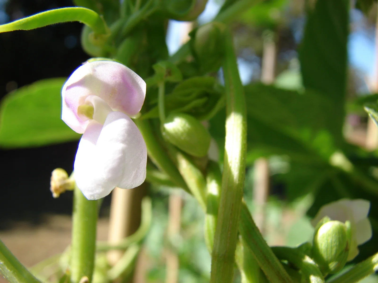 Common bean plant with leaves and flowers.