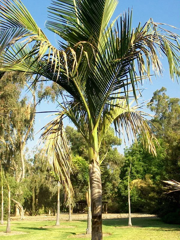 Verified image of King Palm showing smooth trunk and feather-like fronds.