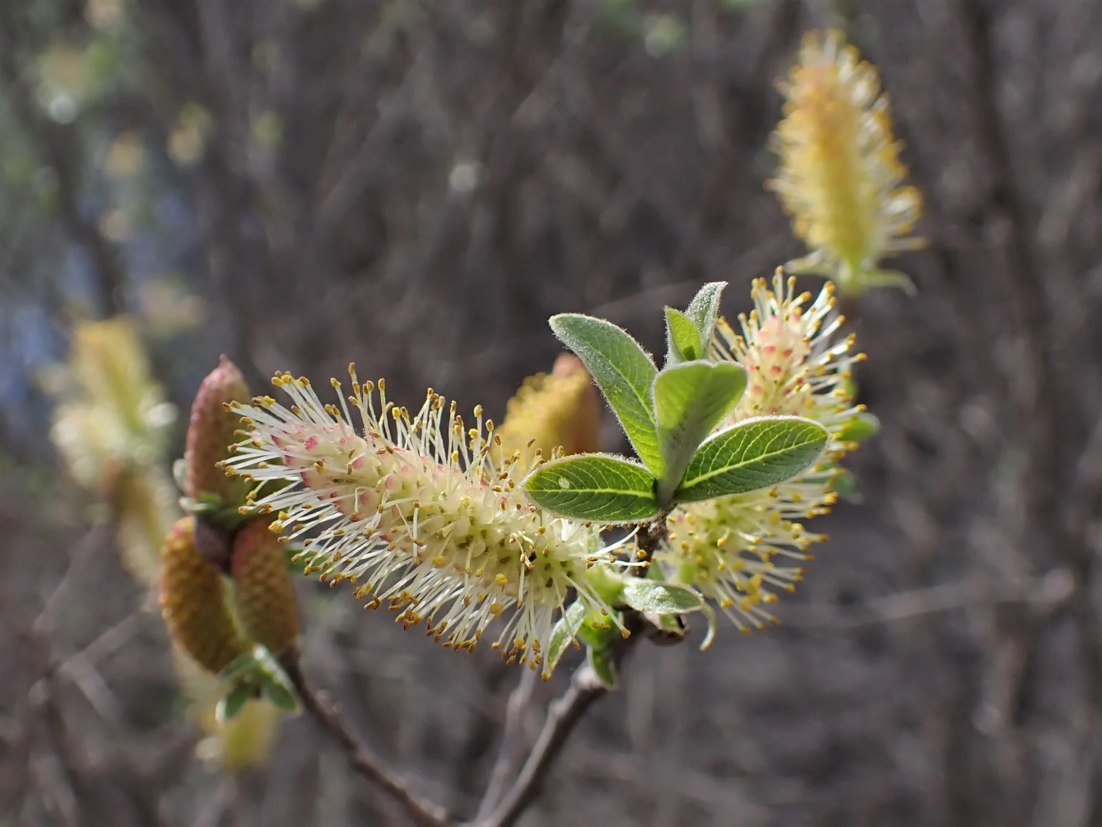 Large Gray Willow hero showing overall form.